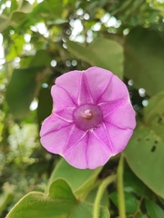 Argyreia capitiformis, photograph Muhammad HEEMBOO, CC BY, iNaturalist via GBIF
