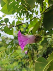 Argyreia capitiformis, photograph Muhammad HEEMBOO, CC BY, iNaturalist via GBIF