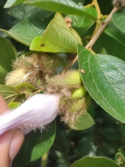 Argyreia capitiformis, photograph Muhammad HEEMBOO, CC BY, iNaturalist via GBIF