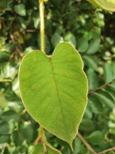 Argyreia capitiformis, photograph 6
