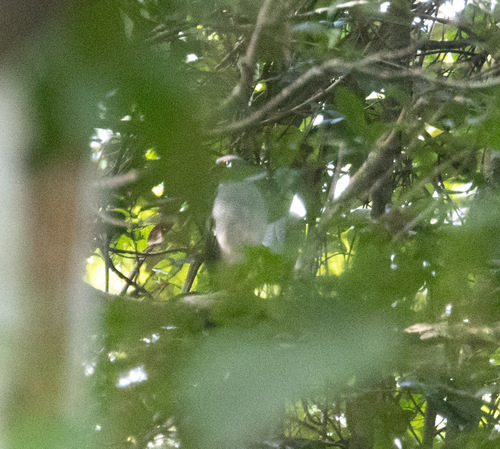 Lined Forest Falcon (Micrastur gilvicollis)