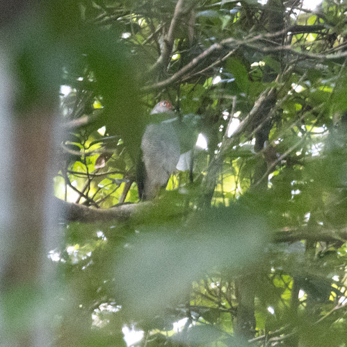 Lined Forest Falcon (Micrastur gilvicollis), photo 2