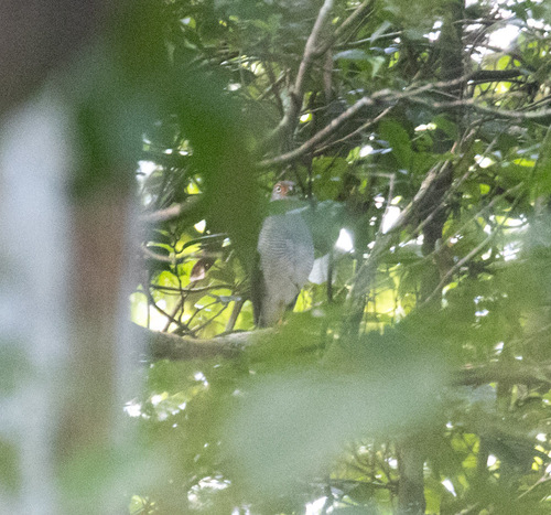 Lined Forest Falcon (Micrastur gilvicollis), photo 9