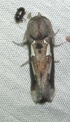 Antiophlebia bracteata