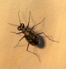 Eunota pamphila