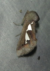 Antiophlebia bracteata