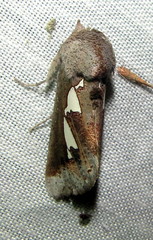 Antiophlebia bracteata