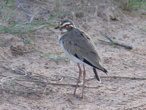 Courvite à ailes bronzées (Rhinoptilus chalcopterus)