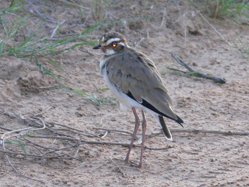 Bronze-winged Courser (Rhinoptilus chalcopterus)