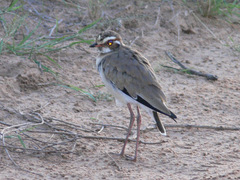 Rhinoptilus chalcopterus