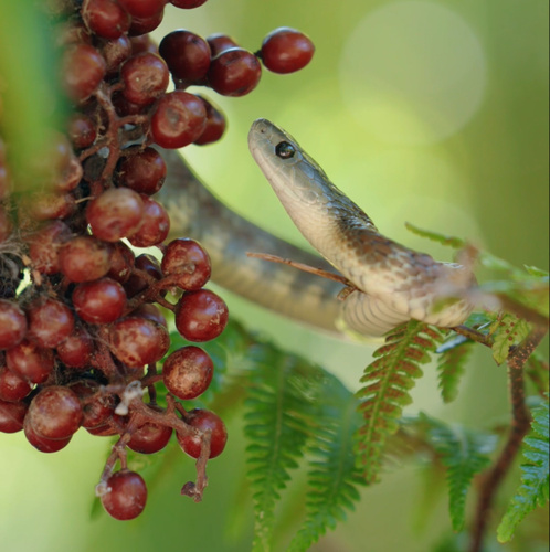 Tiger Snake sighting