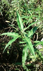 Persicaria hydropiperoides