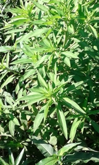 Persicaria hydropiperoides