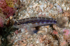 Striped Goby photo 3