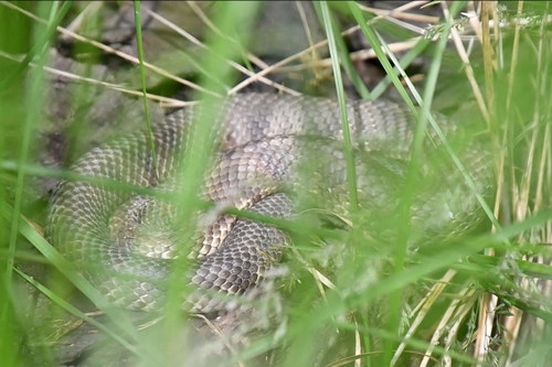 Tiger Snake sighting