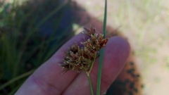 Cyperus pulcher
