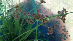 Cyperus pulcher
