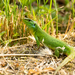 Western Green Lizard - Photo (c) giuliomelandri, some rights reserved (CC BY-NC), uploaded by giuliomelandri