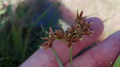 Cyperus pulcher
