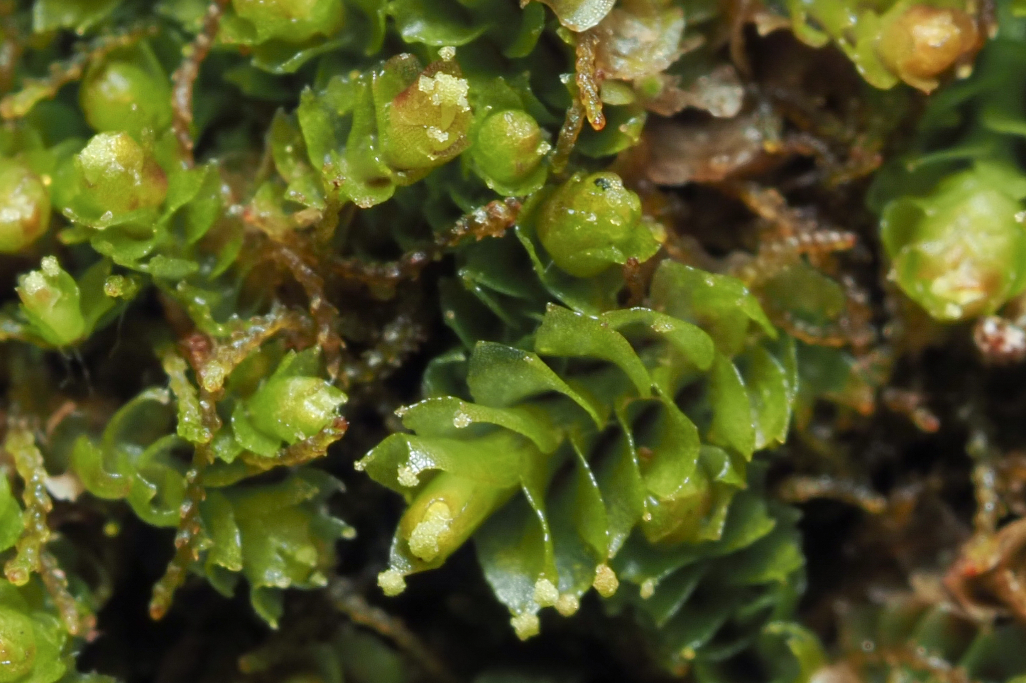 Lophoziopsis excisa
