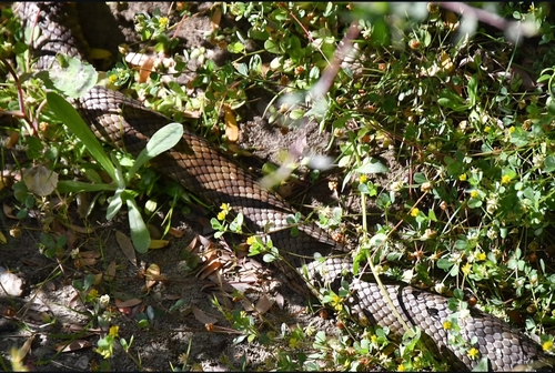Tiger Snake sighting