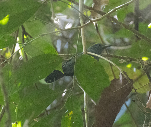 Grey Antbird (Cercomacra cinerascens), photo 9