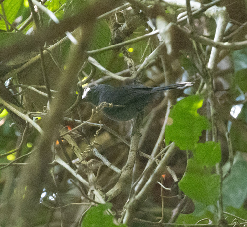 Grey Antbird (Cercomacra cinerascens), photo 2