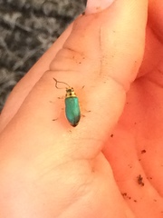 Trirhabda flavolimbata