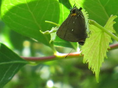 Electrostrymon angelia