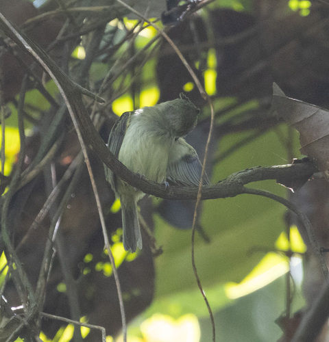 Helmeted Pygmy Tyrant (Lophotriccus galeatus), photo 8