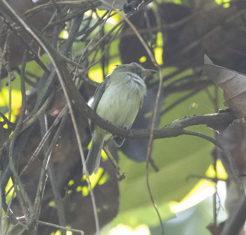 Helmeted Pygmy Tyrant (Lophotriccus galeatus), photo 10