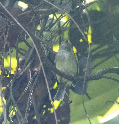 Helmeted Pygmy Tyrant (Lophotriccus galeatus), photo 2