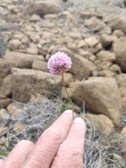 Armeria maritima sibirica