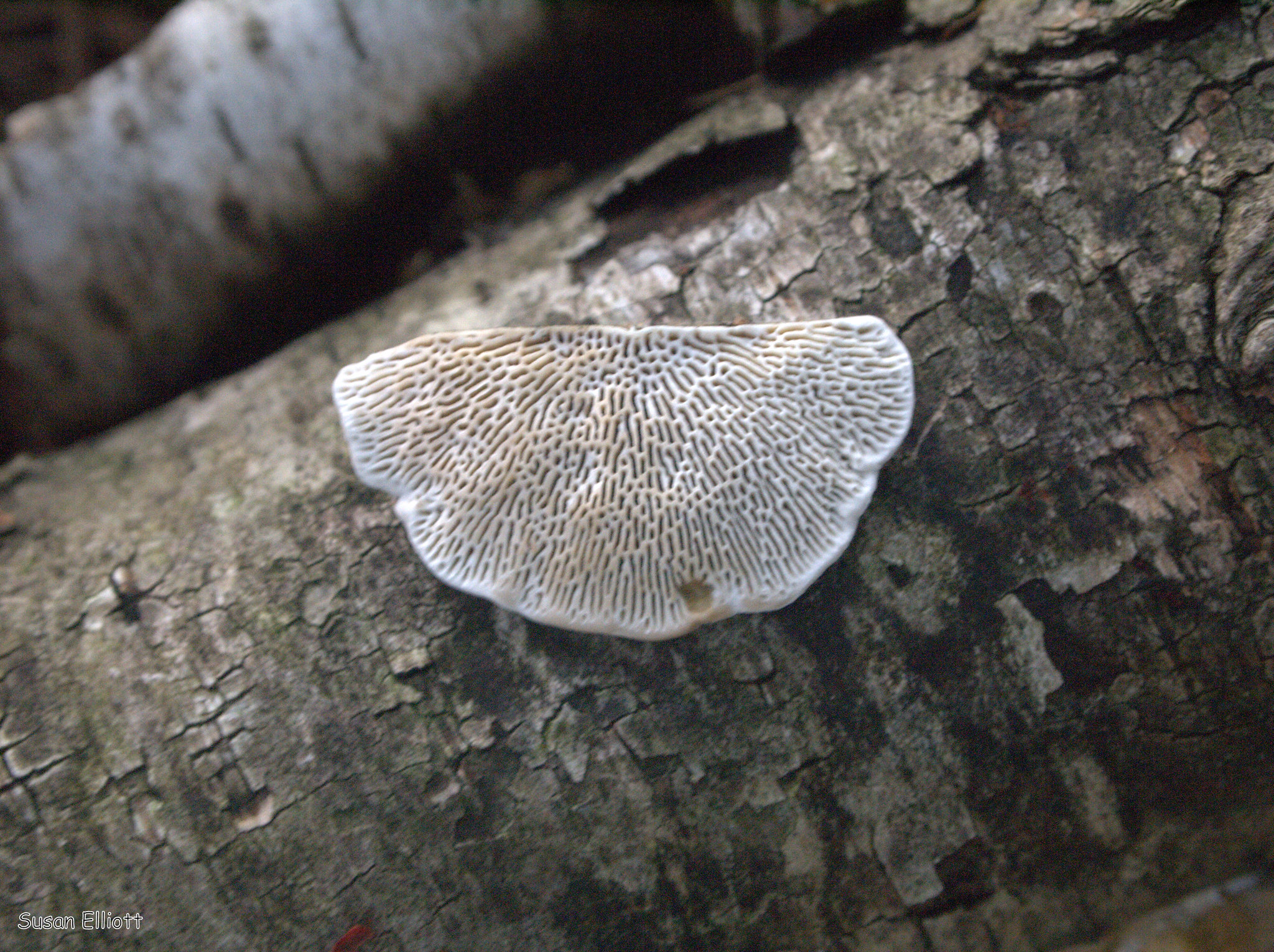 Daedaleopsis confragosa image