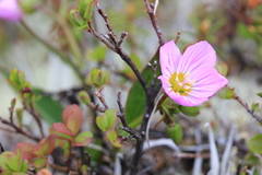 Claytonia acutifolia