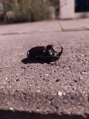 Oryctes nasicornis grypus