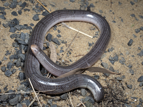 Woodland Blind Snake