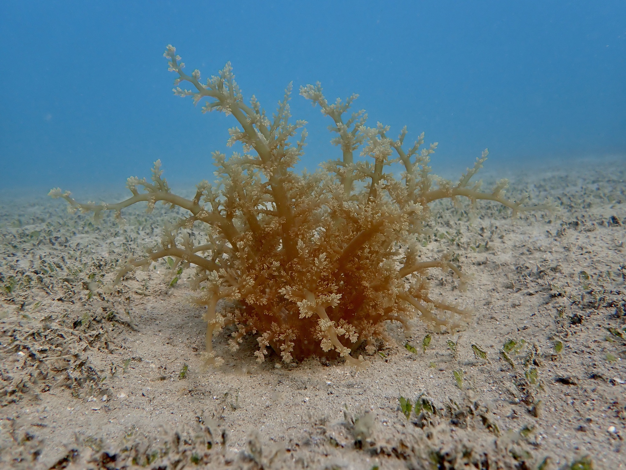 Actinodendron arboreum (Quoy & Gaimard, 1833)