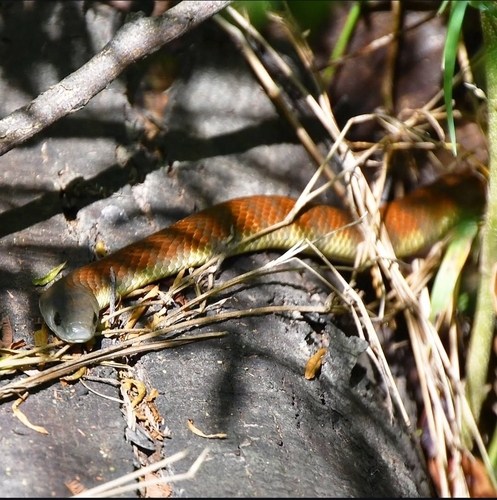 Tiger Snake sighting