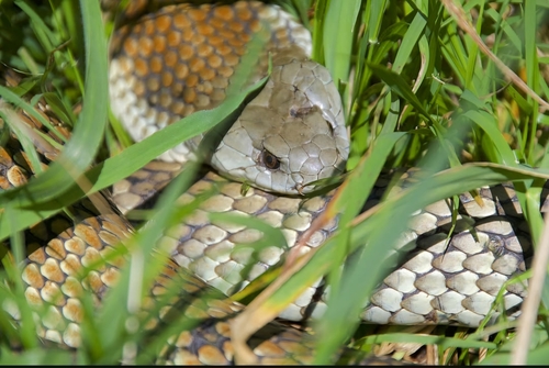 Tiger Snake sighting