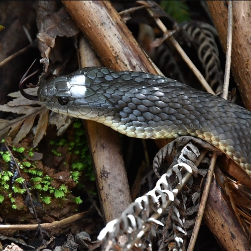 Tiger Snake sighting