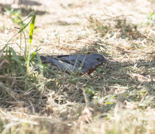Chestnut-bellied Seedeater (Sporophila castaneiventris), photo 5