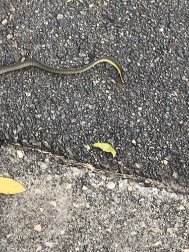 Common Tree Snake sighting
