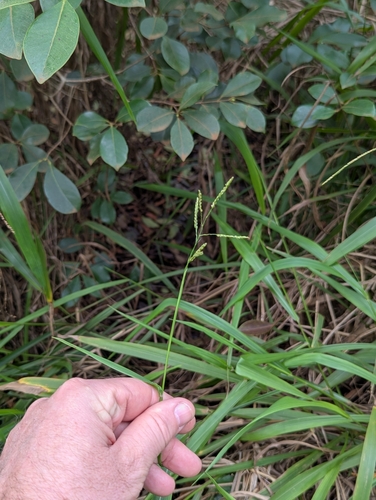 Paspalum mandiocanum observed 2025-01-29
