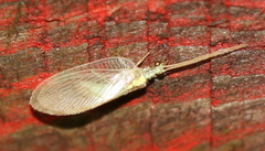 Hemerobius marginatus
