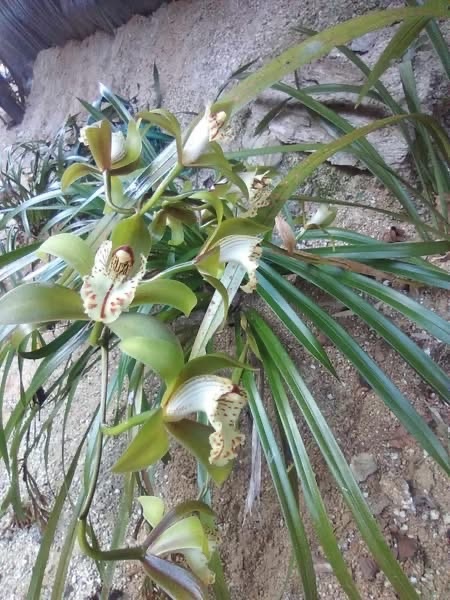 Cymbidium wilsonii (Rolfe ex Cook) Rolfe 2