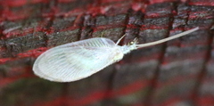 Hemerobius marginatus