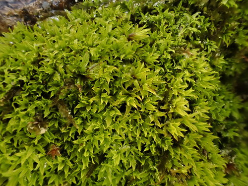 Hydrogonium croceum observed 2025-01-30