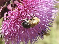 Anthophora montana