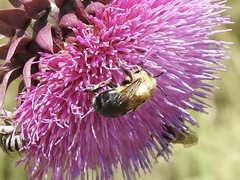 Anthophora montana